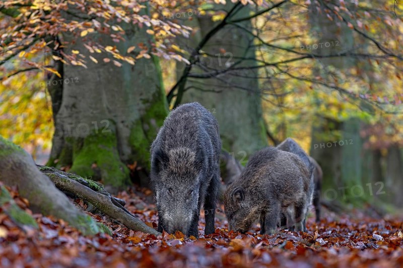 Wild boar (Sus scrofa) and fishlings foraging, autumn, Germany