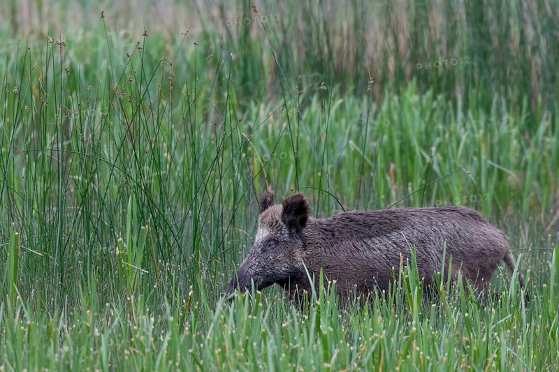 Wild boar (Sus scrofa) foraging in a reed bed, Germany