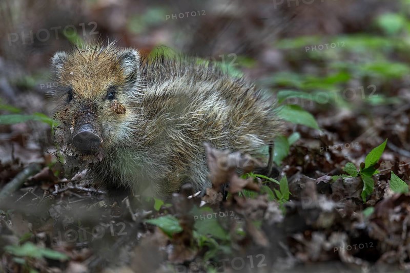The fact that the wild boar (Sus scrofa) uses almost its entire head when digging in the ground is hard to miss, cute, cute, Germany