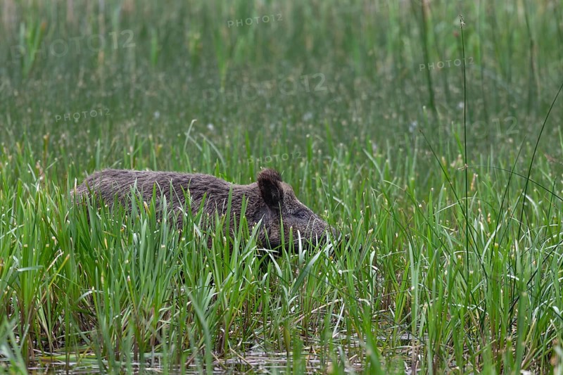 Wild boar (Sus scrofa) foraging in reeds, Germany