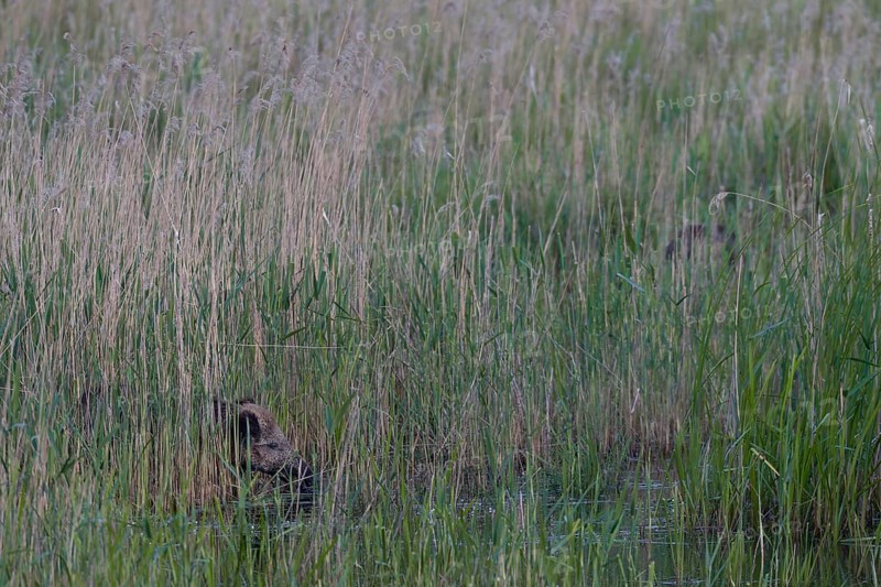 Wild boar (Sus scrofa) foraging in a reed belt, Germany