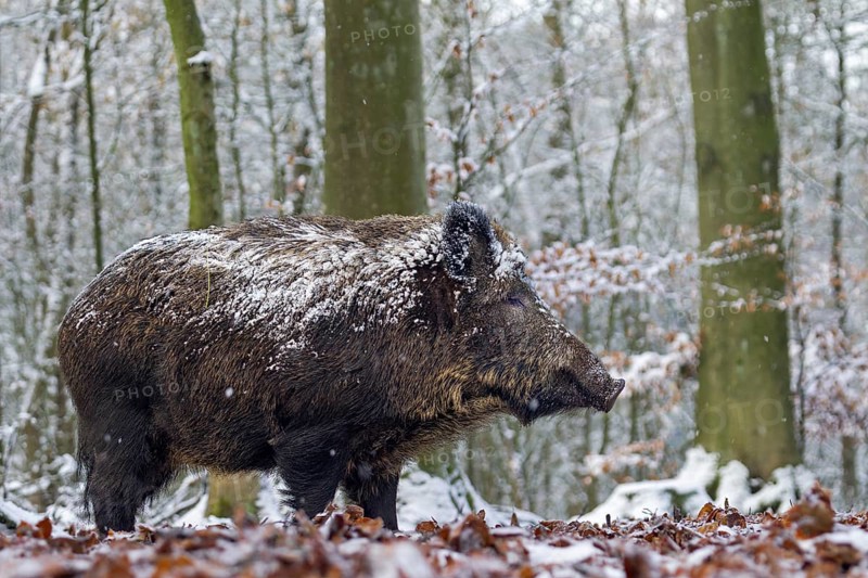 Wild boar (Sus scrofa) in the winter forest, snow, winter, Germany