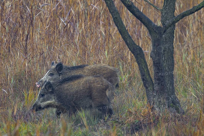 In addition to a striking pink nose, the wild boar hind (Sus scrofa) also has an almost white pallor, Germany