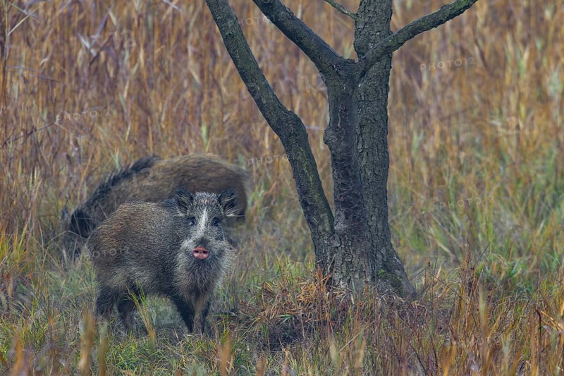 The coat colour of the wild boar (Sus scrofa) is usually dark brown to blackish, but other morphs also occur in a small percentage of cases, this boar has a striking pink nose, also known as a disc, Germany