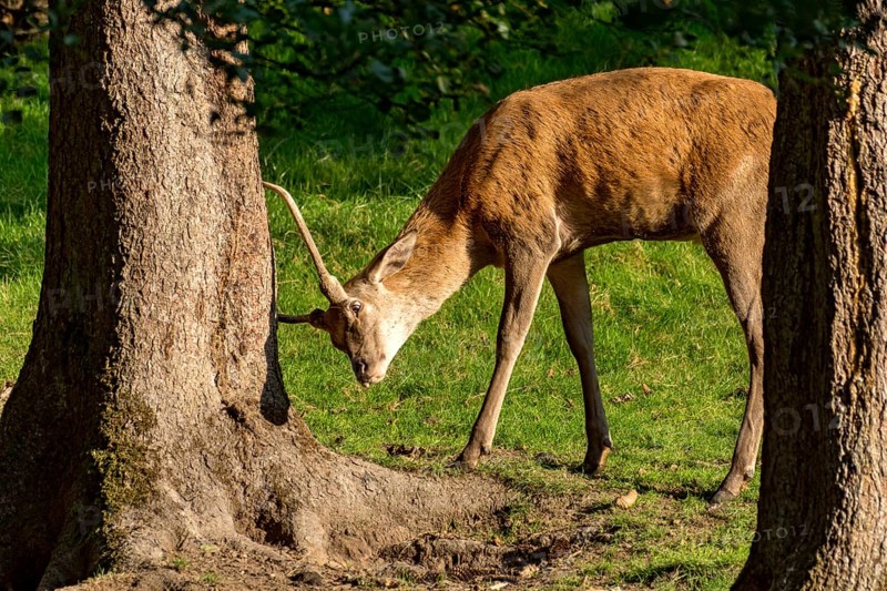 Juvenile red deer (Cervus elaphus) rubbing its horns, antlers on a tree at the edge of the forest, evening light, Vogelsberg, Büdingen Wildlife Park, Wetterau, Hesse, Germany