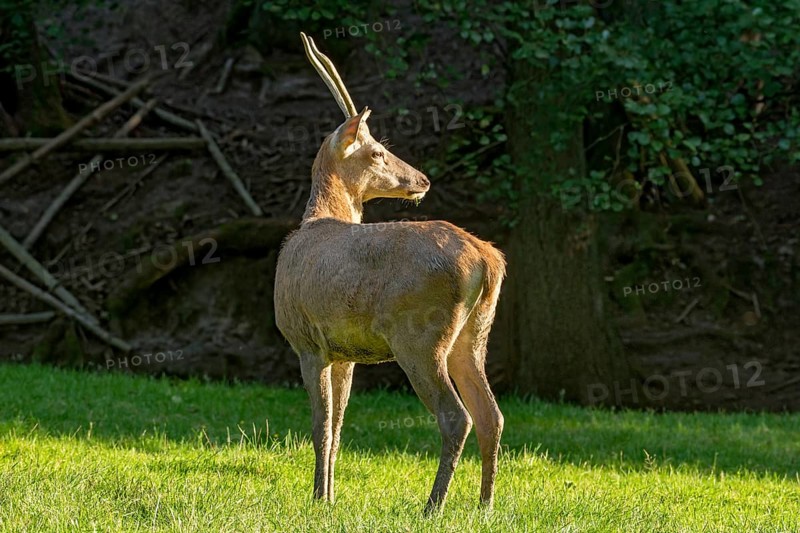 Juvenile red deer (Cervus elaphus), standing after a mud bath, wallow, on a meadow in a forest clearing at the edge of the forest, evening light, Vogelsberg, Büdingen Wildlife Park, Wetterau, Hesse, Germany