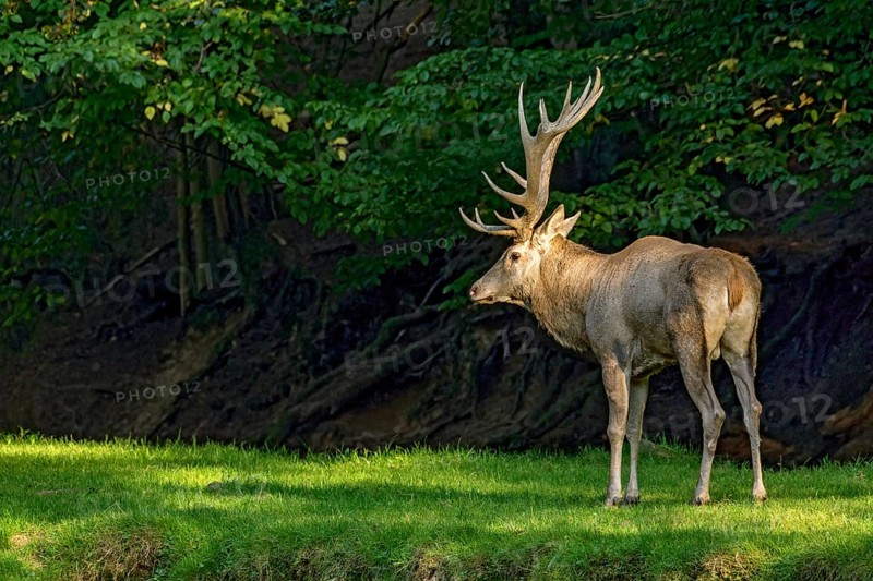 Red deer (Cervus elaphus) with large antlers, standing on a meadow in a clearing at the edge of a forest, evening light, Vogelsberg, Wildpark Büdingen, Wetterau, Hesse, Germany