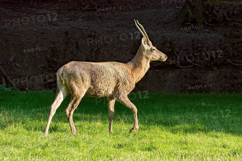 Juvenile red deer (Cervus elaphus), running after mud bath, wallow, in a meadow of a forest clearing at the edge of the forest, evening light, Vogelsberg, Wildpark Büdingen, Wetterau, Hesse, Germany