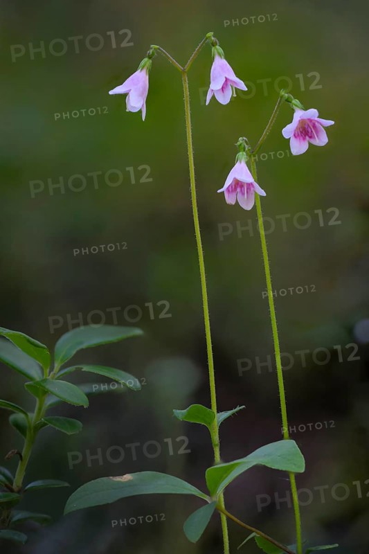 Moss bell (Linnea borealis L.) with green foliage in natural environment, HossaJuuma, Rukatunturi, North Ostrobothnia Region, Finland