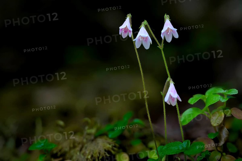 Pink-coloured moss bell (Linnea borealis L.) with green foliage in natural surroundings, standing out against green leaves in the shade of the forest, Hossa National Park, Juuma, Rukatunturi, North Ostrobothnia Region, Finland