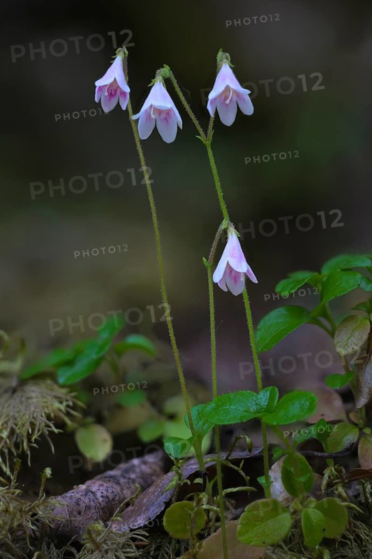Pink-coloured moss bell (Linnea borealis L.) with green foliage in natural surroundings, standing out against green leaves in the shade of the forest, Hossa National Park, Juuma, Rukatunturi, North Ostrobothnia Region, Finland