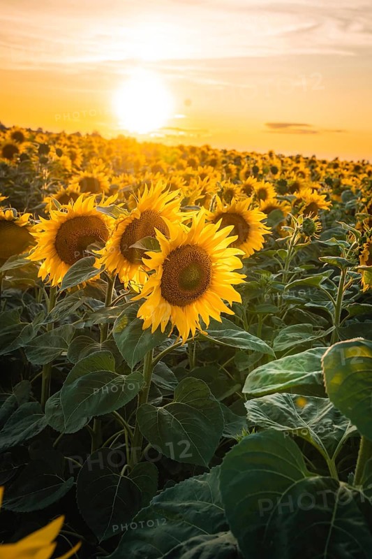 Blooming sunflower field under a golden sunset sky, VW ID4 electric car, deer car sharing, Calw, Germany