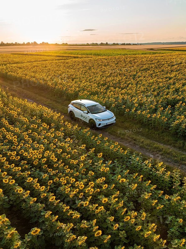 Car driving through a sunflower field at sunset, VW ID4 electric car, Deer Carsharing, Calw, Germany