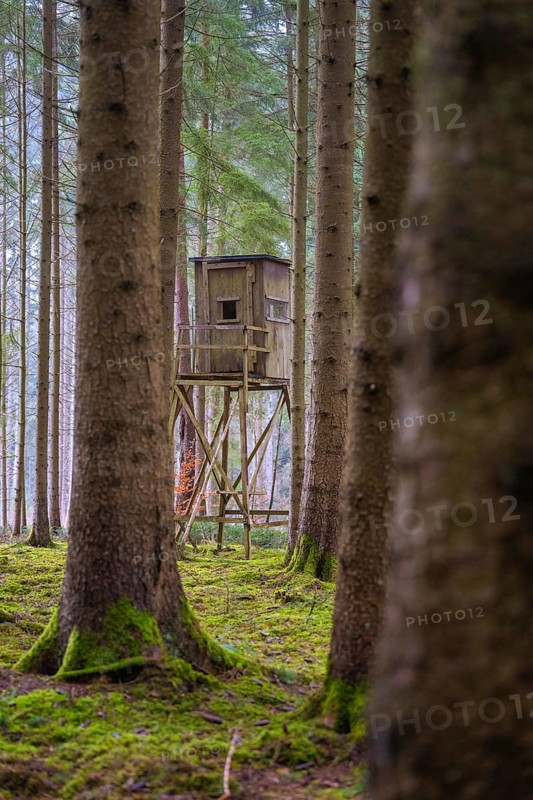 A raised seat stands in the middle of a quiet, moss-covered forest, Unterhaugstett, Calw district, Germany