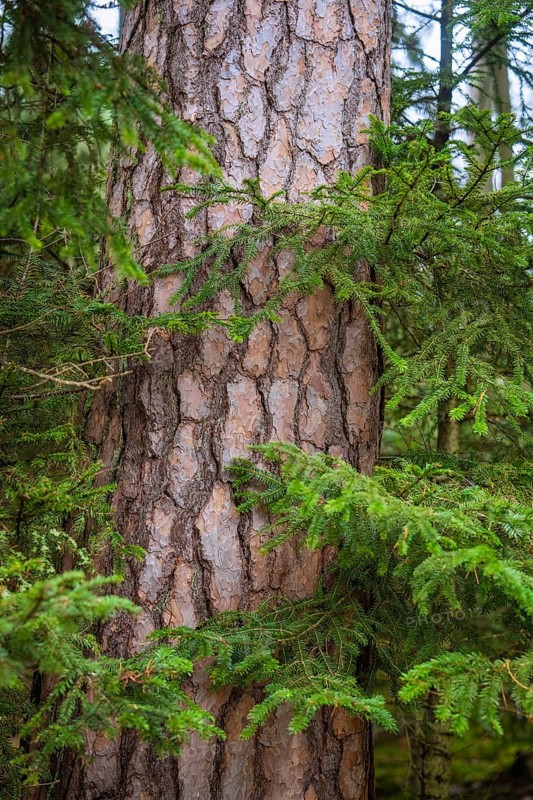 A tree trunk with scaly bark in a wooded area, Unterhaugstett, Calw district, Germany