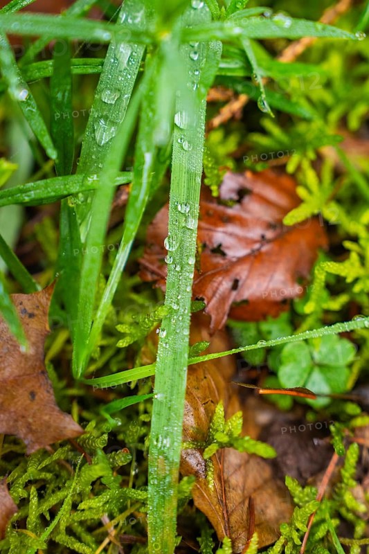 Dew drops on blades of grass and leaves in a wooded area, Unterhaugstett, Calw district, Germany