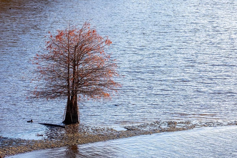 Washington, DC - A bald cypress tree (Taxodium distichum) grows in shallow waters of the Anacostia River