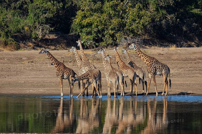 Thornicroft's Giraffe (Giraffa camelopardalis thornicrofti) Luangwa River Zambia August
