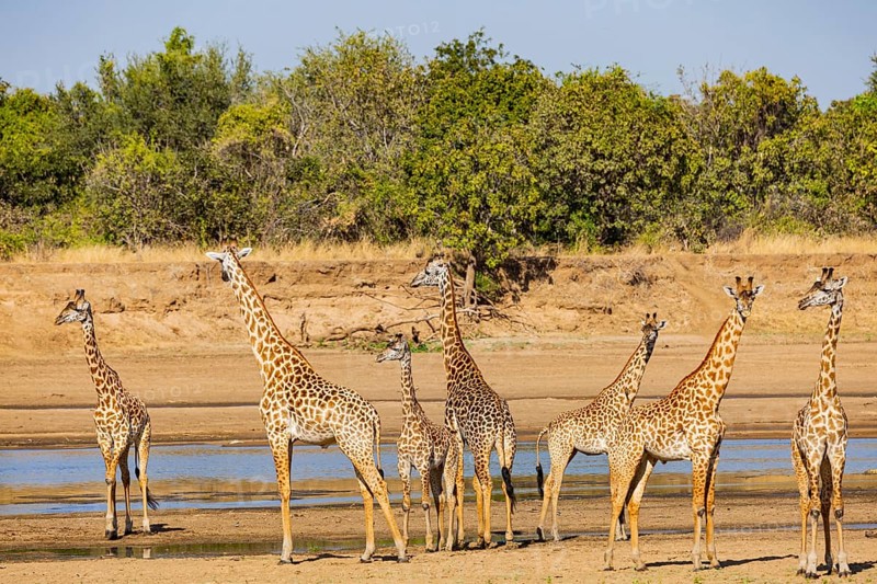 Thornicroft giraffe (Giraffa camelopardalis thornicrofti) crossing the Luangwa River Zambia August