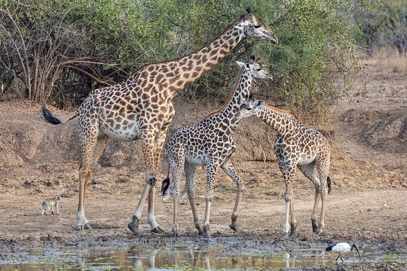 Thornicroft giraffe (Giraffa camelopardalis thornicrofti) lungwa river valley Zamia August