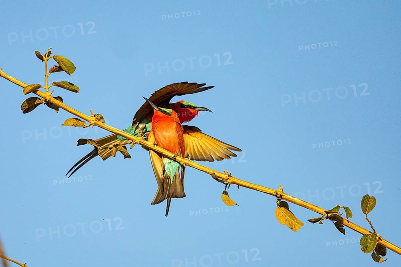 Carmine Bee-eater (Merops nubicus) South Luangwa NP Zambia August