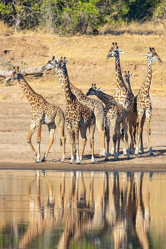 Thornicroft's Giraffe (Giraffa camelopardalis thornicrofti) Luangwa River valley Zambia August