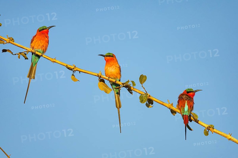 Carmine Bee-eater (Merops nubicus) South Luangwa NP Zambia August