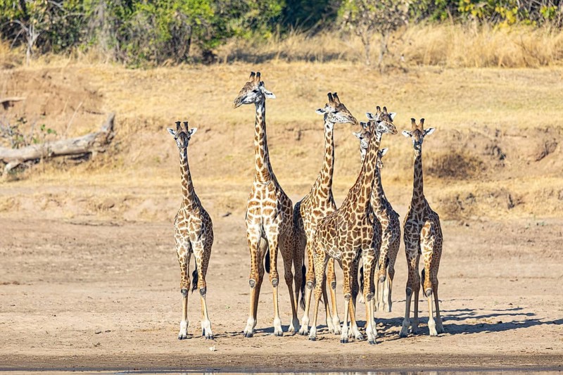 Thornicroft's Giraffe (Giraffa camelopardalis thornicrofti) Luangwa River valley Zambia August