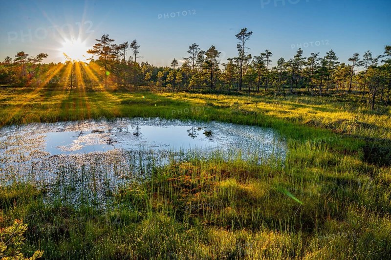 An idyllic moor with a pond in the foreground, surrounded by grass and trees, in the light of a sunset, Hällefors, Örebro, Sweden