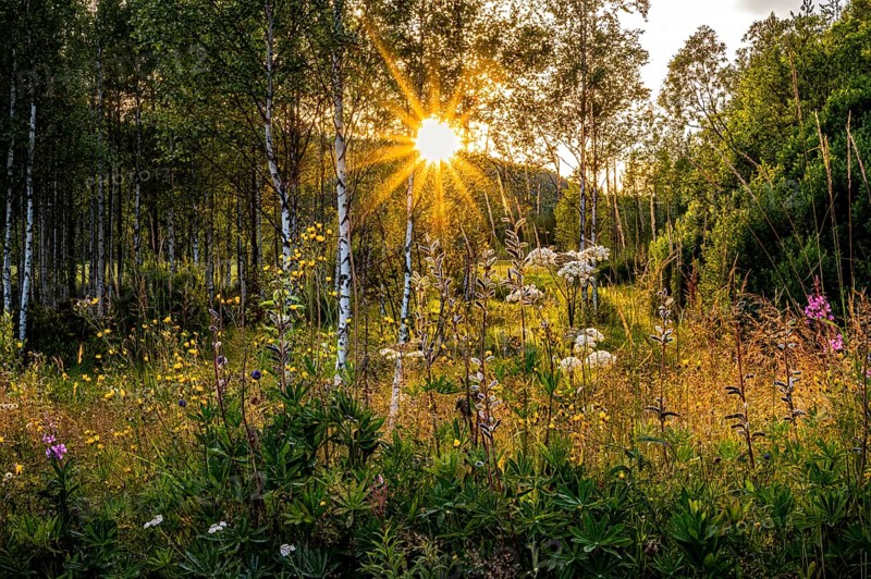 A peaceful forest in summer illuminated by the warm rays of the setting sun, Östana, Värmland, Sweden