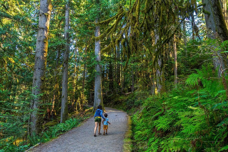 Mother and son enjoying a leisurely stroll along a tranquil gravel path, surrounded by the vibrant greenery of a dense forest in englishman river falls provincial park