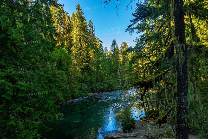 Sunlight filtering through the canopy illuminates the clear turquoise waters of englishman river, gently flowing through a vibrant green forest on vancouver island