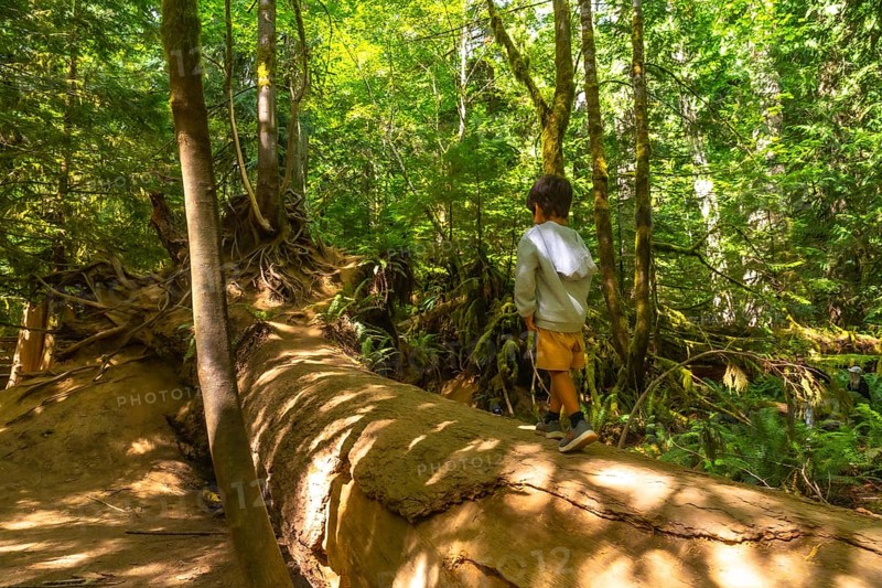 Young boy exploring the lush rainforest, walking along a giant fallen log surrounded by towering trees and dappled sunlight on vancouver island, british columbia