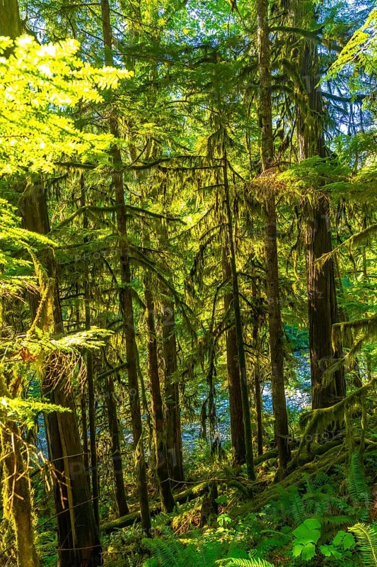 Sunlight filtering through the dense forest canopy illuminates moss covered trees and ferns along the banks of englishman river falls on vancouver island
