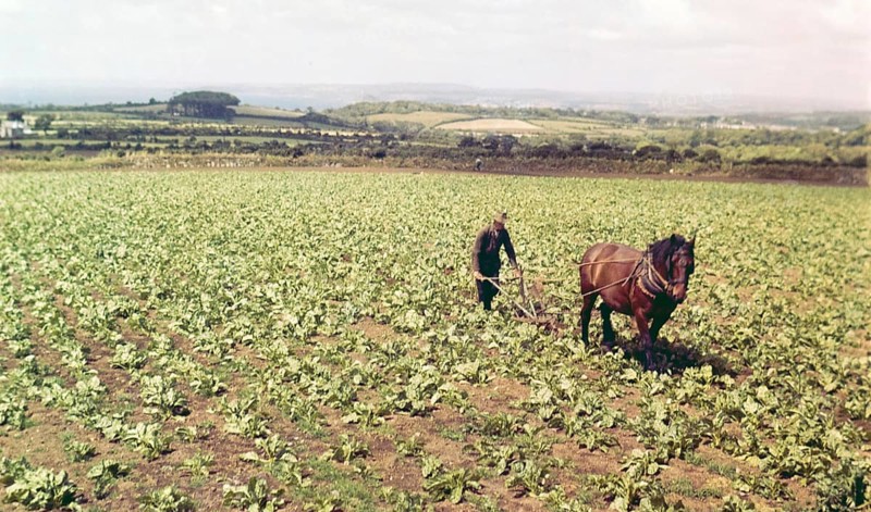 Farmer and horse working in field of vegetables, Cornwall, England, Uk c 1960