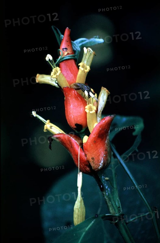 Exotic blossom in the Amazon basin, Peru, South America, September 1997, vintage, retro, old, historic