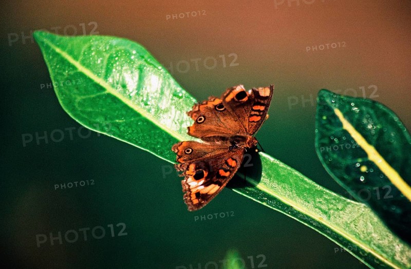 Butterfly near Iquitos, Amazon region, Peru, South America, September 1997, vintage, retro, old, historic