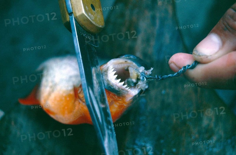 A piranha caught at Iquitos shows his teeth, Amazon region, Peru, South America, September 1997, vintage, retro, old, historic