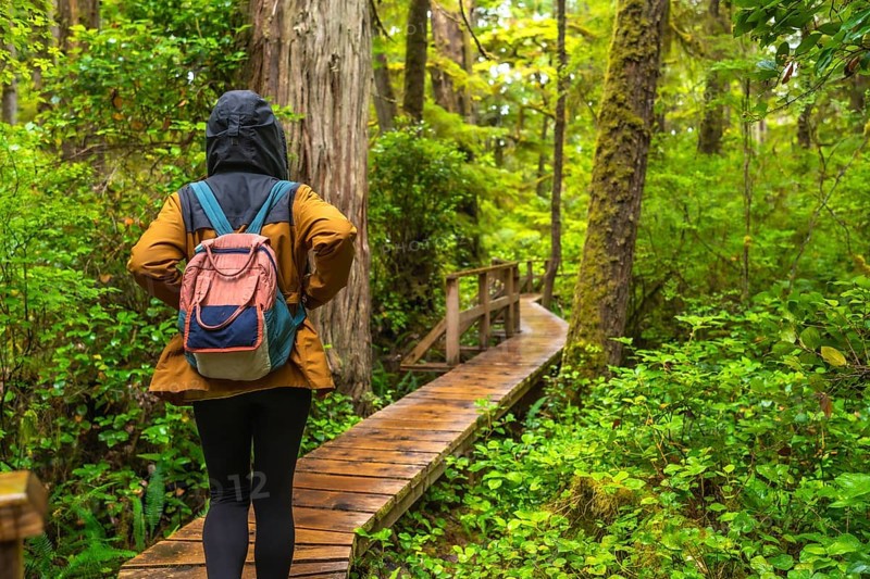 Female tourist with backpack walking on wooden path in rainforest trail near ucluelet, enjoying lush green vegetation and tranquility of nature in vancouver island, british columbia, canada