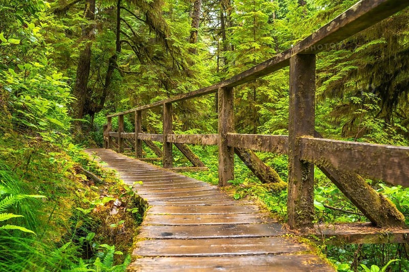 Winding wooden path meanders through the lush green rainforest of ucluelet, british columbia, creating a serene escape into the beauty of nature's vibrant ecosystem