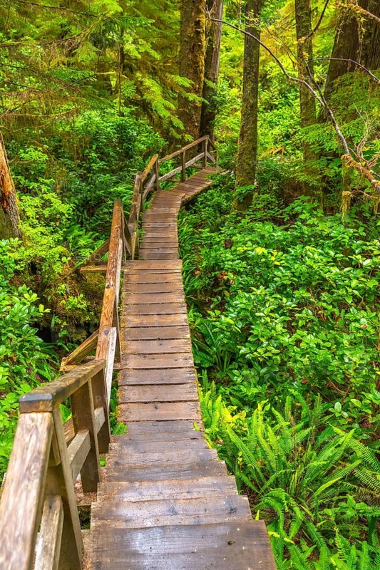 Wooden hiking trail winding its way through a vibrant rainforest in ucluelet, on vancouver island, british columbia, canada, showcasing the natural beauty and tranquility of pacific northwest