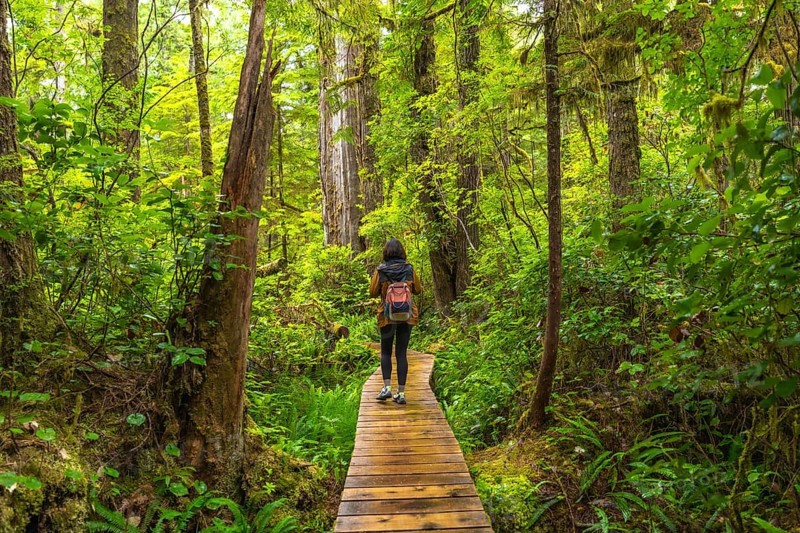 Female tourist with a backpack walking along a wooden path, immersing in the lush greenery of a rainforest trail in ucluelet, british columbia, canada