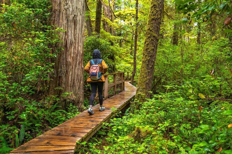 Female tourist walking alone along a wooden boardwalk path through a lush rainforest near ucluelet, british columbia, immersing in nature's tranquility and beauty