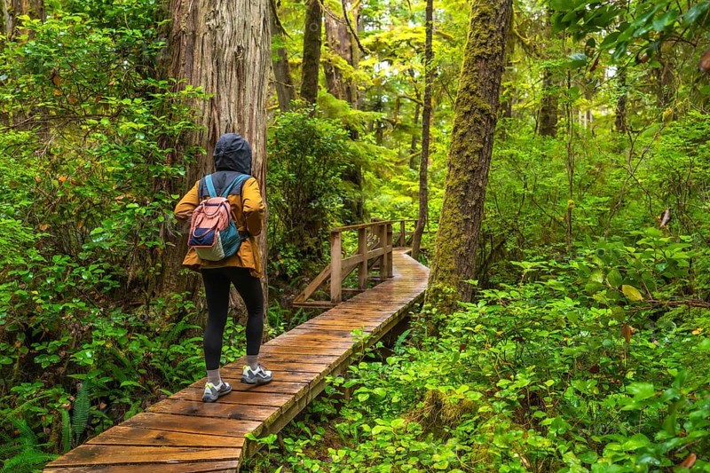 Female tourist wearing a yellow jacket and backpack walking on a wooden path enjoying the rainforest trail in the town of ucluelet on vancouver island, british columbia, canada