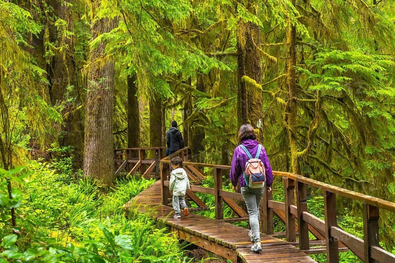 Tourists enjoying a leisurely walk through a lush rainforest on a wooden walkway, surrounded by vibrant green moss covered trees and ferns in ucluelet, british columbia