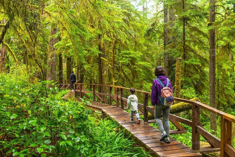 Tourists enjoying a hike through a lush rainforest on a wooden walkway, surrounded by vibrant green moss covered trees and ferns, experiencing the natural beauty of ucluelet, vancouver island