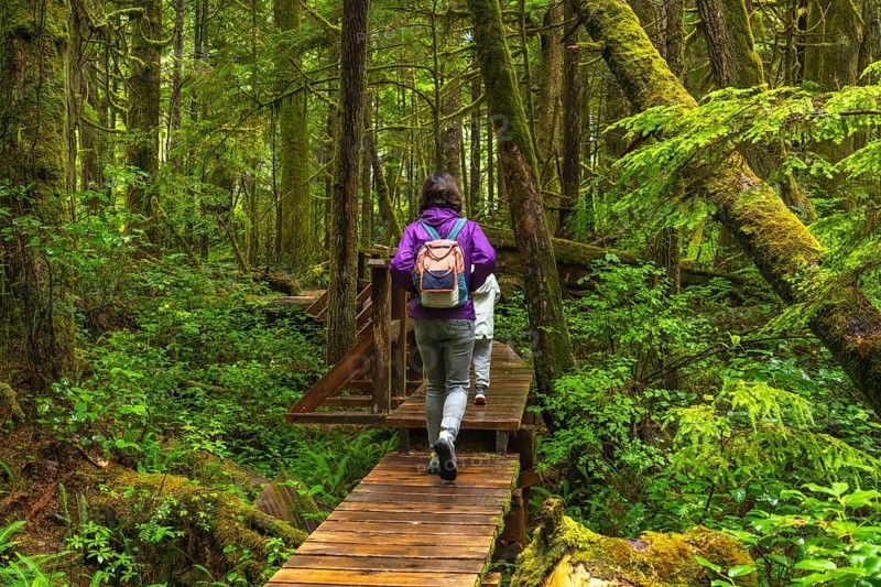 Two tourists with backpacks hiking along a wooden boardwalk trail in a lush ucluelet rainforest, surrounded by vibrant moss covered trees and ferns