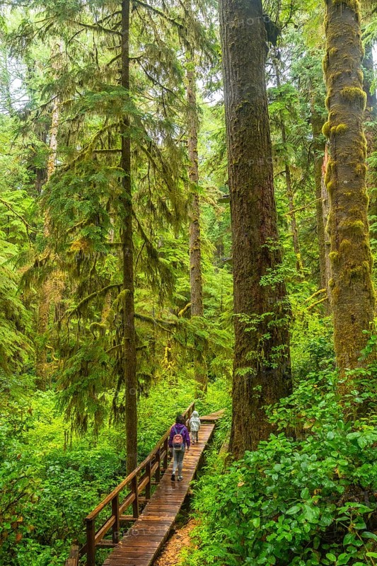 Tourists enjoying a lush green rainforest walk along a wooden boardwalk trail in ucluelet, a small district municipality on the west coast of vancouver island in british columbia, canada