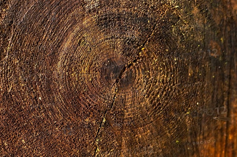 Close up view of a tree trunk cross section revealing intricate growth rings, a prominent crack, and rich wood texture in a lush rainforest setting