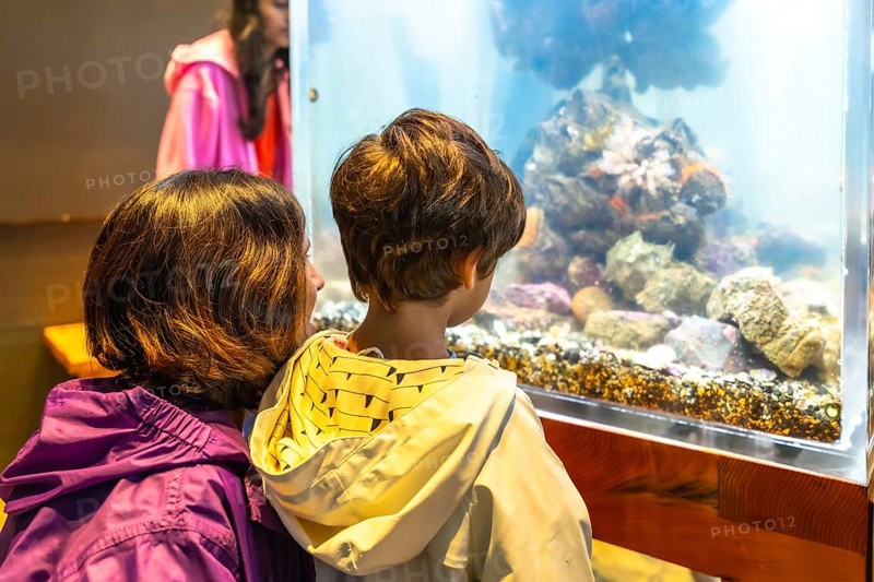 Mother and her son are captivated by the wonders of the ocean, observing a diverse array of marine life within a large aquarium tank, creating a memorable learning experience